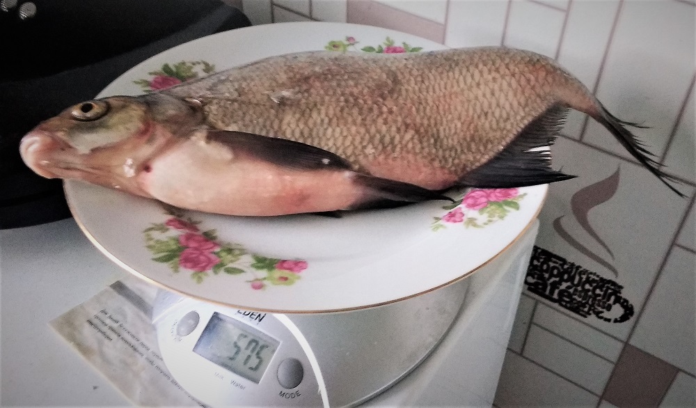 Рыба подлещик весом 575 грамм